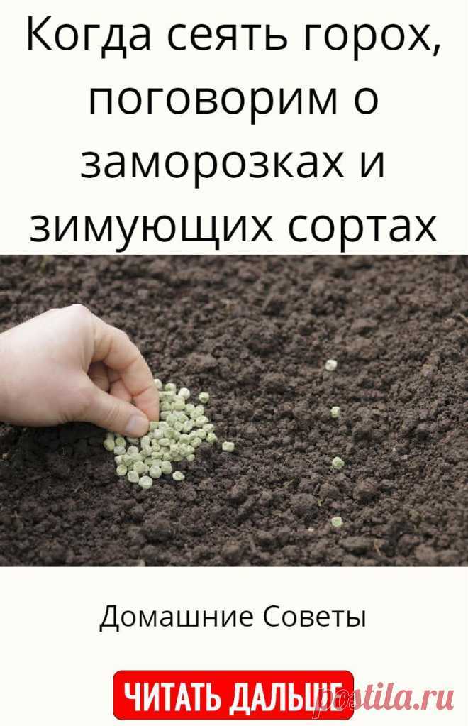 Как и когда сажать горох в открытый грунт в домашних условия: подготовка земли и семян, технология посева