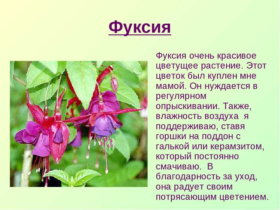Фуксия домашняя, в горшке - выращивание и уход, описание, размножение, цветение