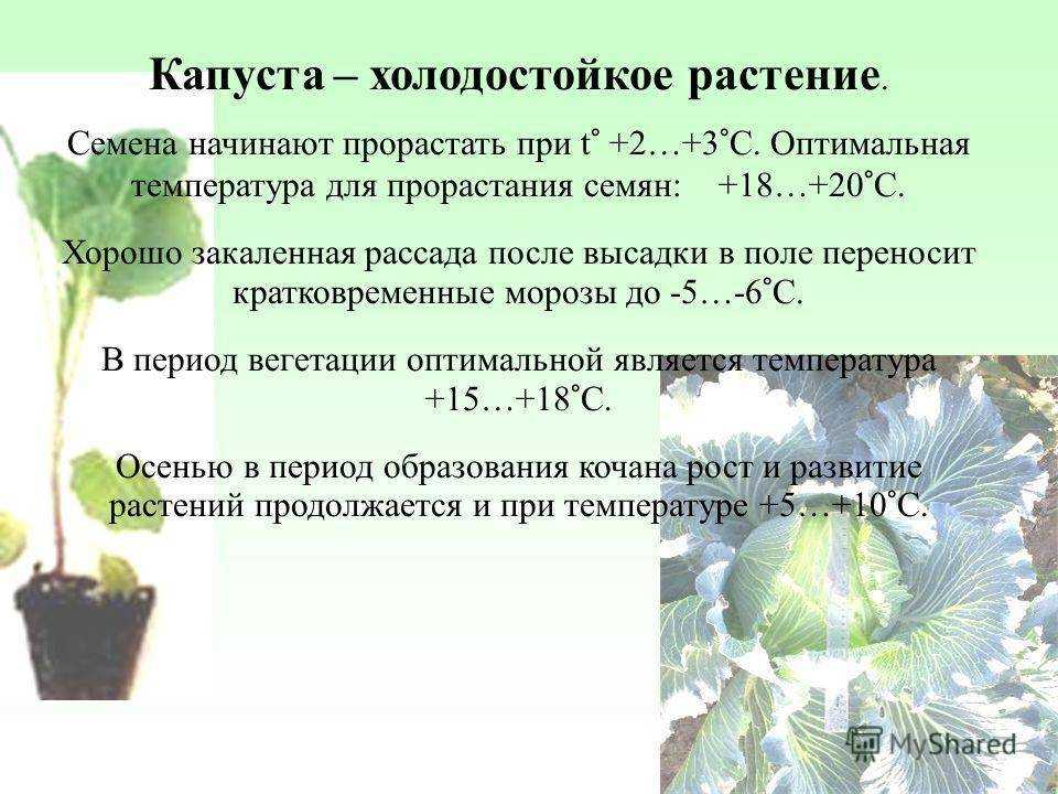 Капуста мегатон: отзывы, фото, описание и выращивание сорта