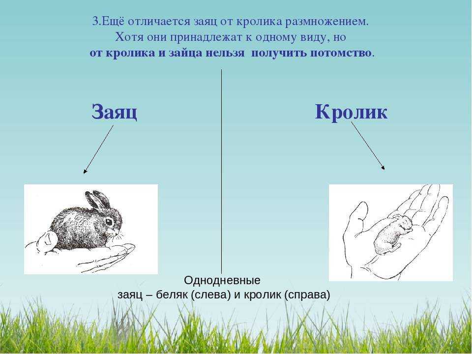 Чем отличается кролик от зайца или основные различия видов.