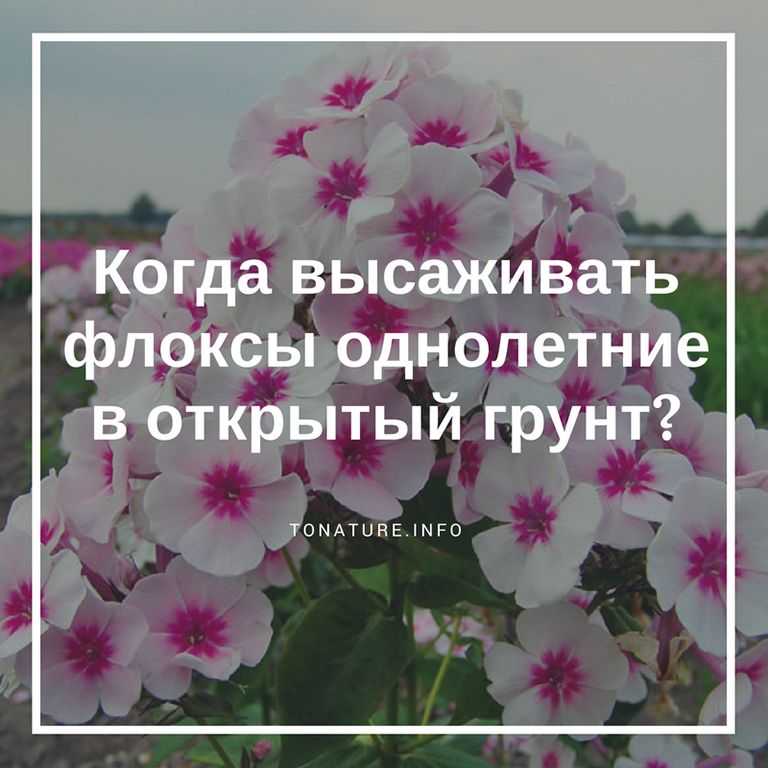 Уход за флоксами для пышного цветения: что нужно растению selo.guru — интернет портал о сельском хозяйстве