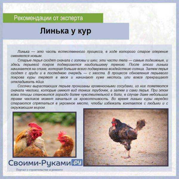 Почему куры выщипывают друг у друга перья, что делать