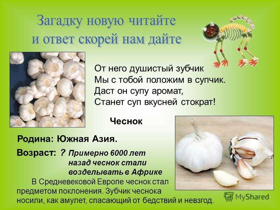 Выращивание чеснока на огородах россии
