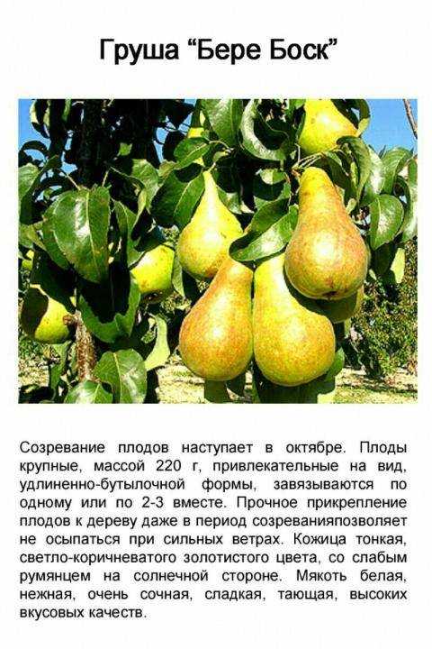 Груша сказочная описание фото отзывы посадка