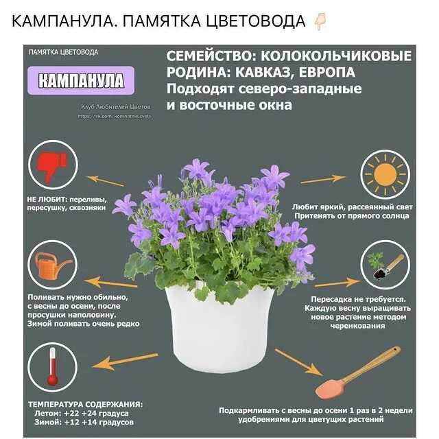 Названия и особенности комнатных растений с фиолетовыми цветами