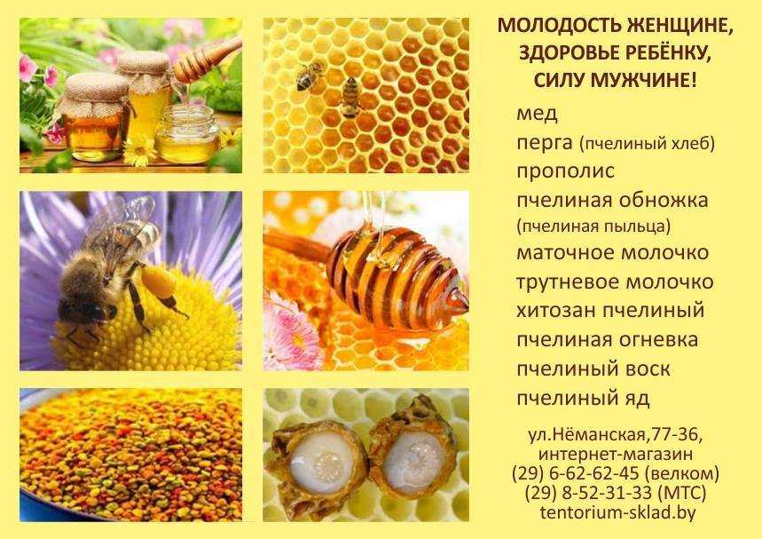 Продукты пчеловодства и их использование человеком: какие бывают, применение