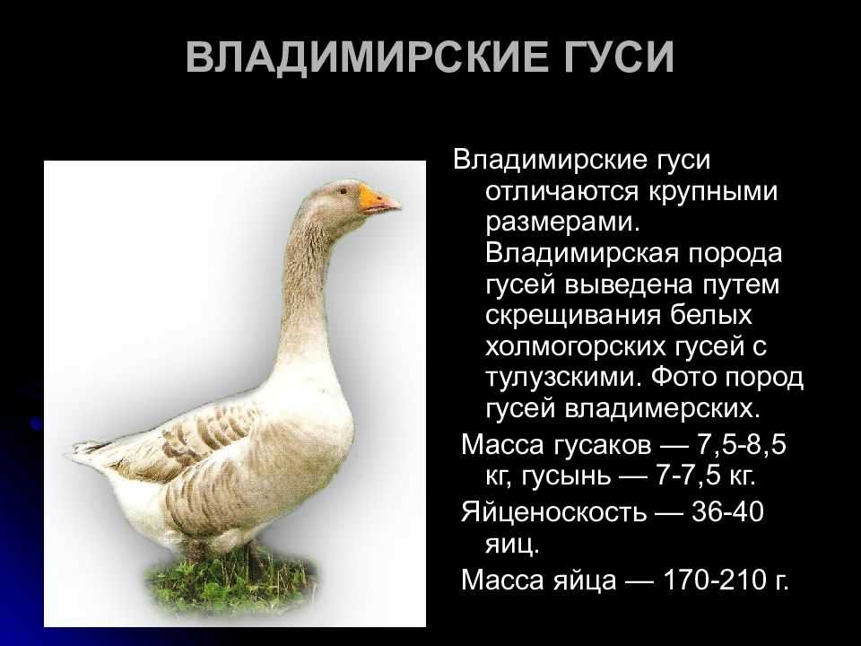 Породы домашних гусей : разведение и откорм гусей