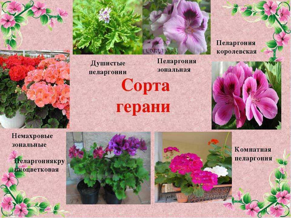 Фото и особенности выращивания пеларгонии пак вива. обзор популярных сортов – розиты, маделины и каролины