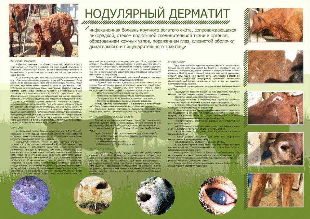 Узелковый нодулярный дерматит крупного рогатого скота (крс)