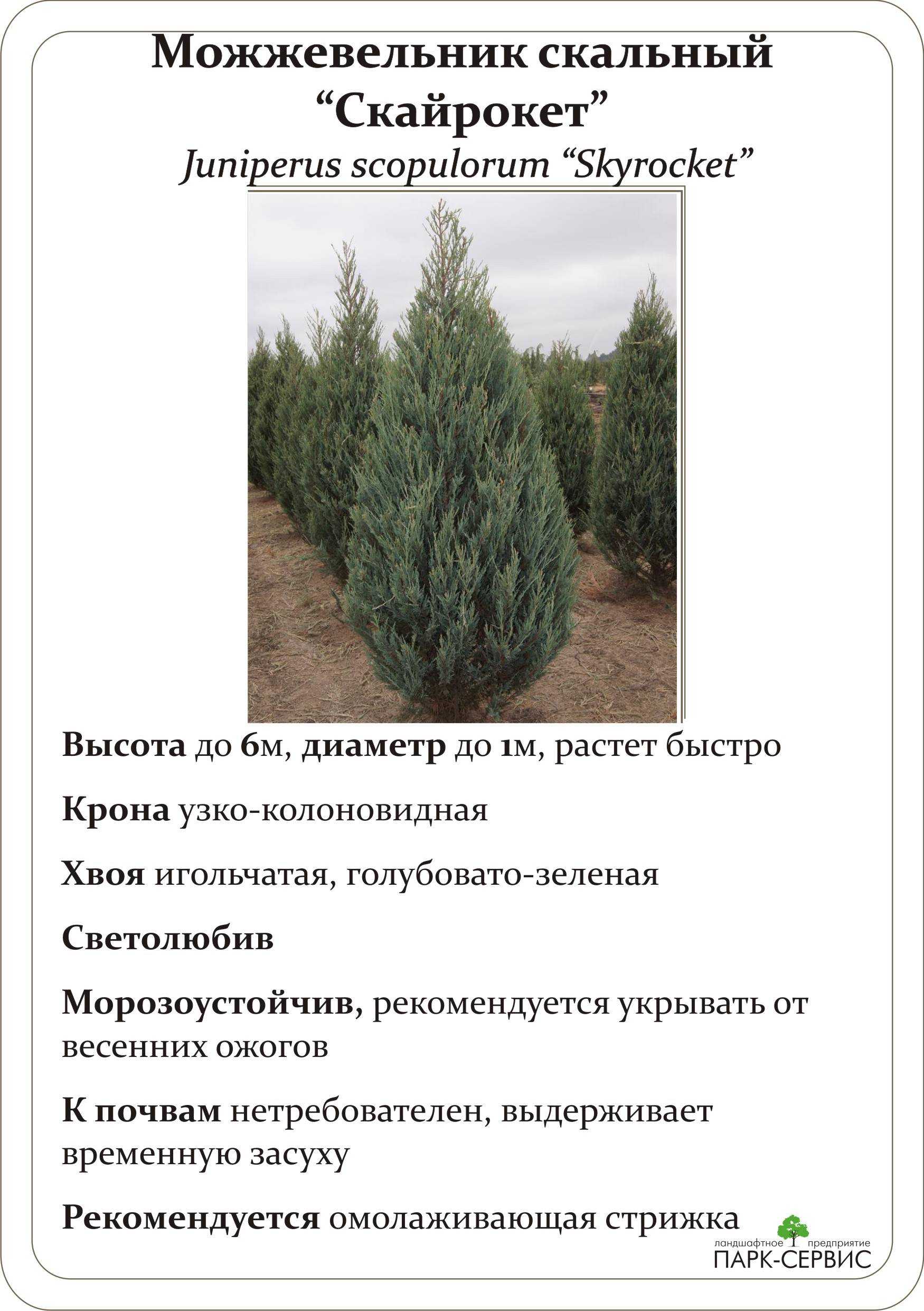 Можжевельник блю (голубой): виды, происхождение, выращивание.