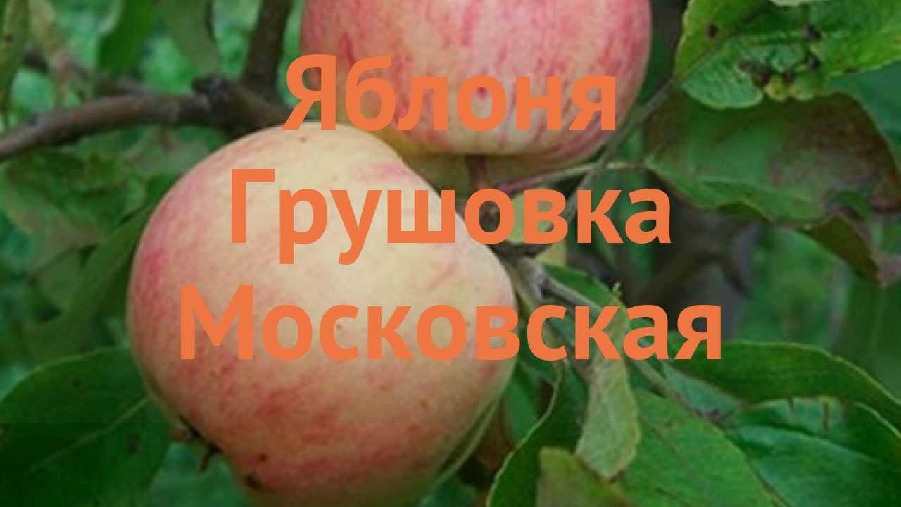 Яблоня грушовка московская: посадка и уход на дачном участке