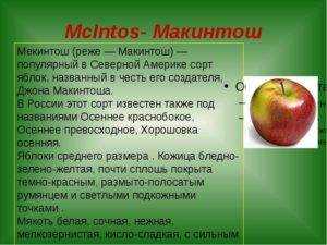 Яблоня макинтош: описание, фото, отзывы﻿