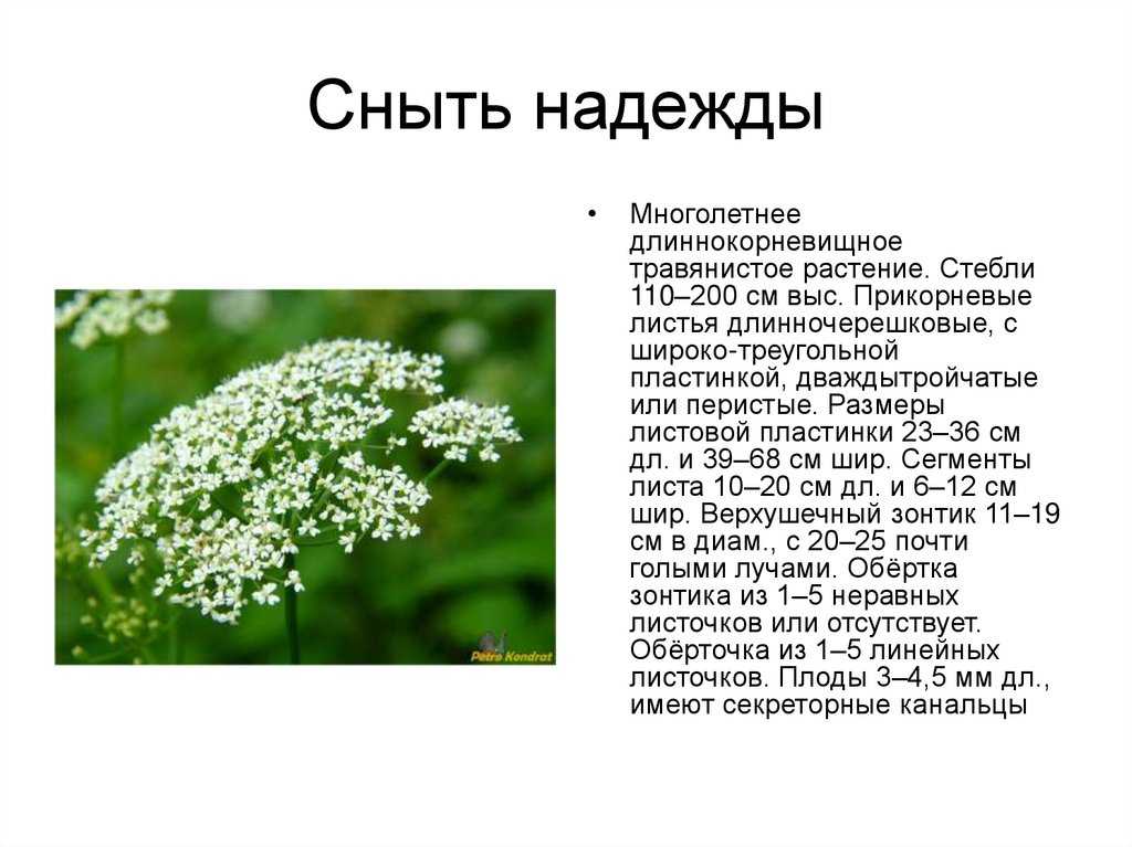 Сныть обыкновенная: фото, лекарственные и лечебные свойства растения, как выглядит и где растет трава, противопоказания