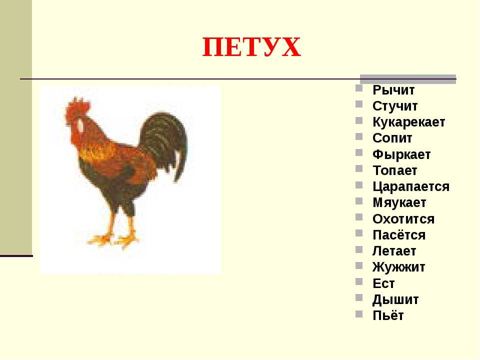 Породы петухов мясного, декоративного и бойцового направлений
