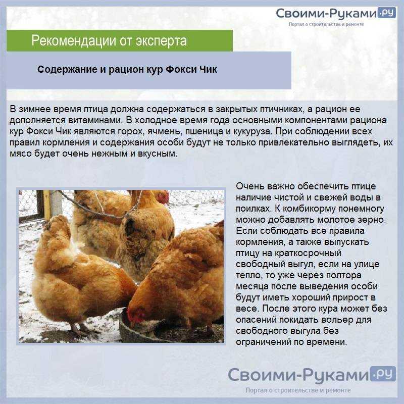 ᐉ куры фокси чик: особенности разведения - zooon.ru