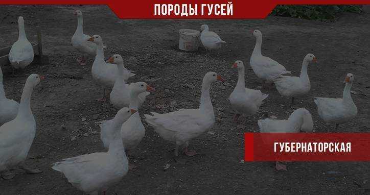 Гусь гуменник птица умная