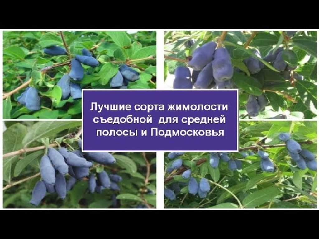 Съедобная жимолость: сорта с фото и описанием