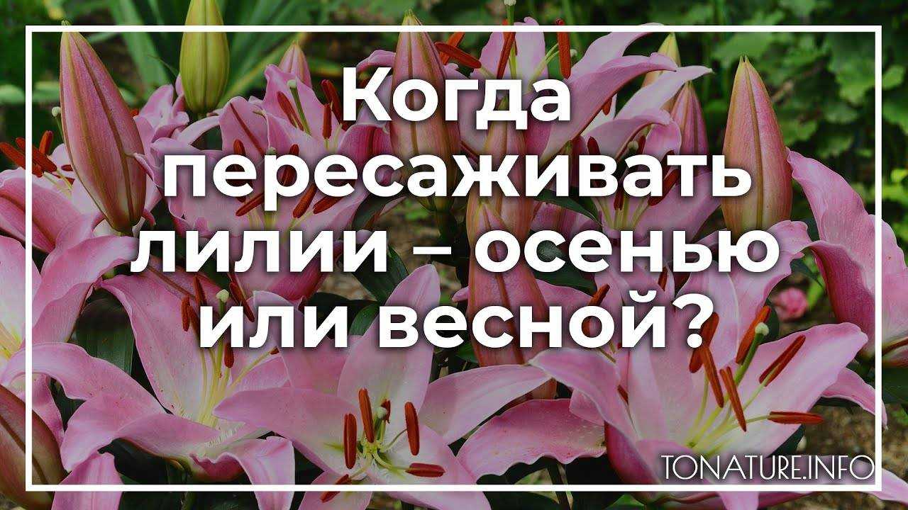Пересадка лилий весной с одного места на другое