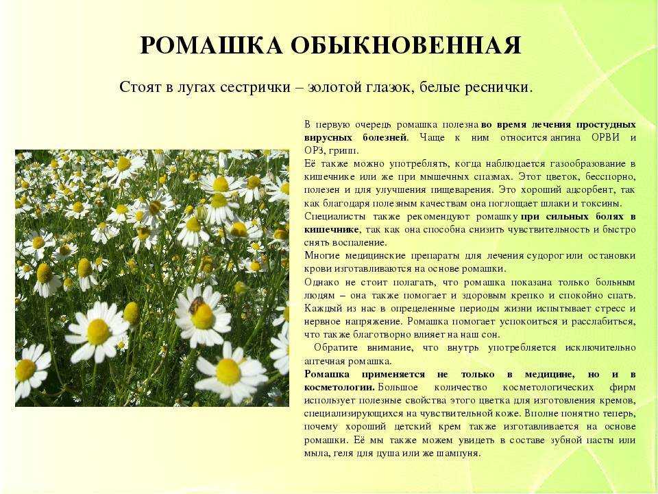 Доклад на тему ромашка 2, 3, 4 класс сообщение (описание для детей)