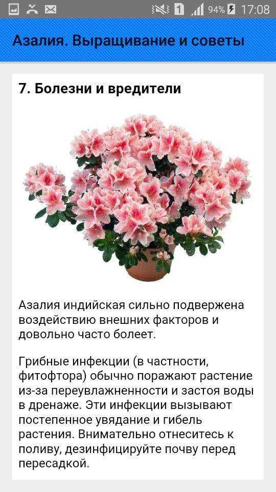 Азалия садовая: посадка и уход в открытом грунте, фото