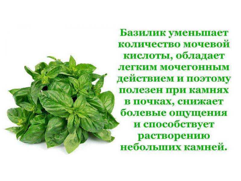 Базилик посадка и уход в открытом грунте,  фото