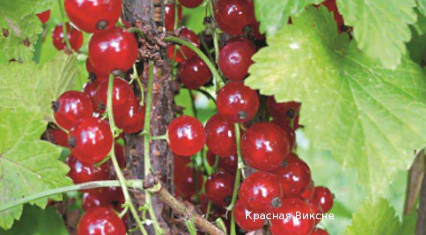 Характеристика сорта красной смородины виксне
