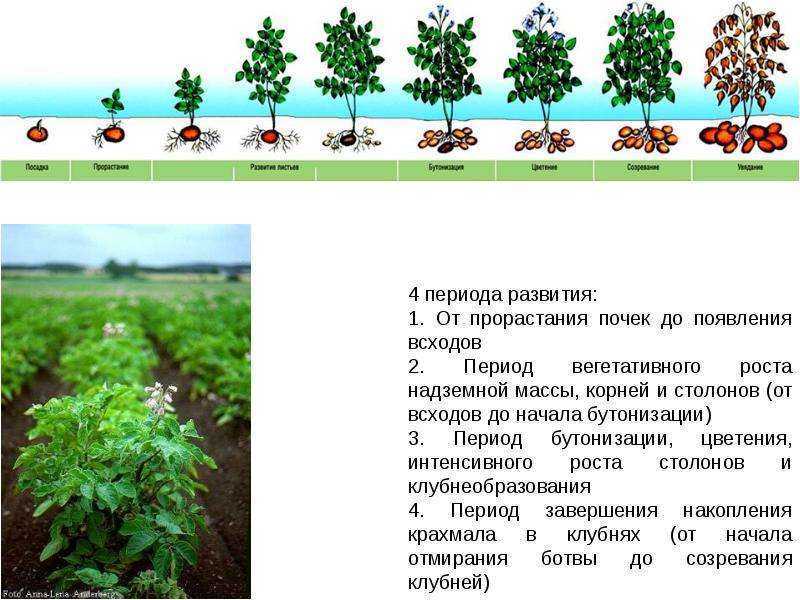 Картофель: посадка и уход в открытом грунте, выращивание из семян, уборка, хранение, фото