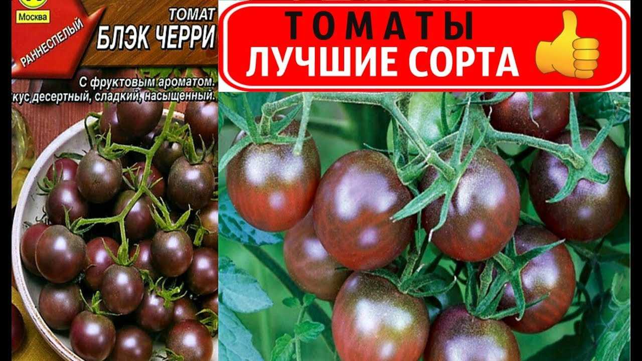 Томат черный барон: характеристика сорта и его особенности, фото, отзывы об урожайности и сложностях выращивания