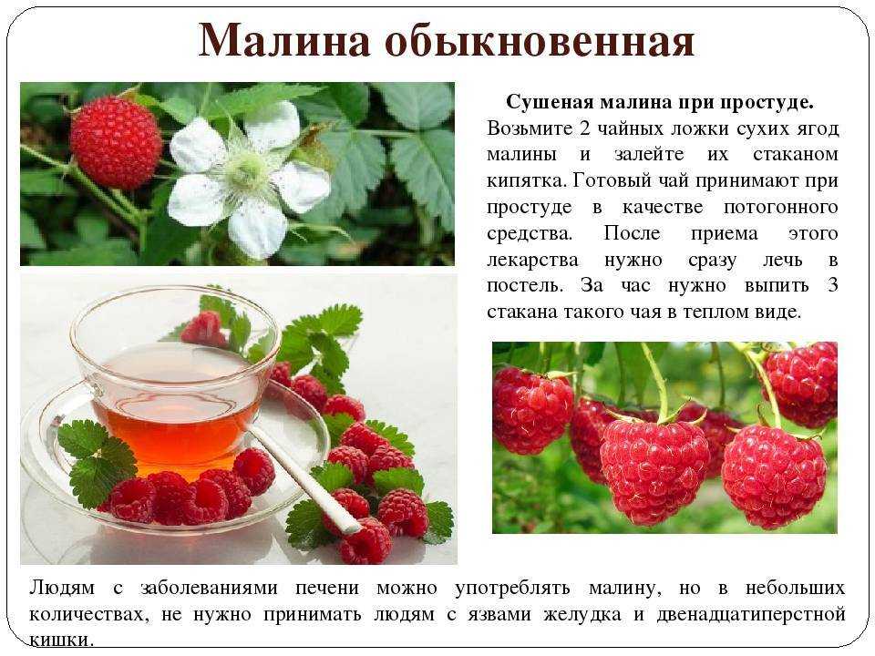 Что лечит малина, её польза и рецепты народной медицины