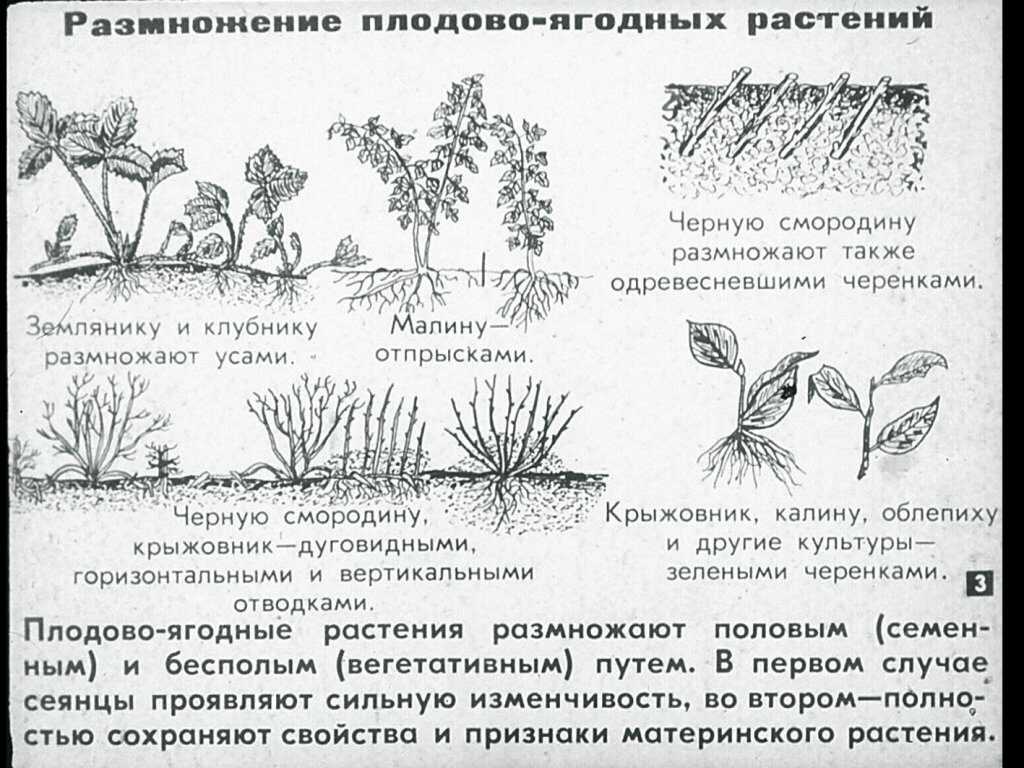 Китайская роза комнатная: уход в домашних условиях, болезни, пересадка (фото)