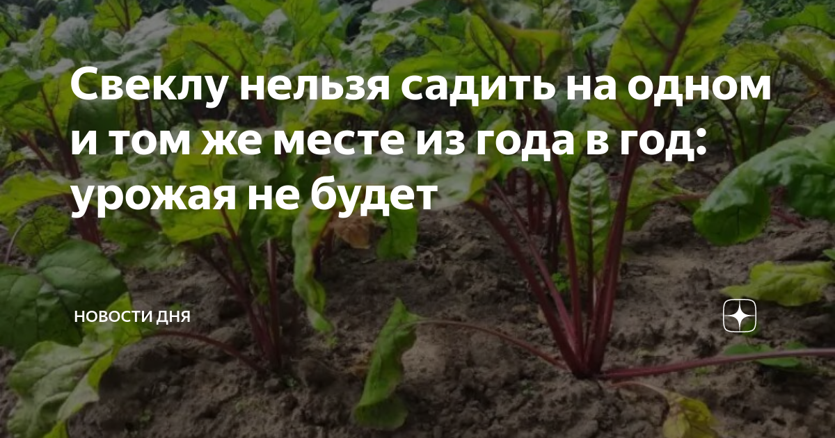 Кормовая свекла: особенности ухода, популярные сорта [2019]