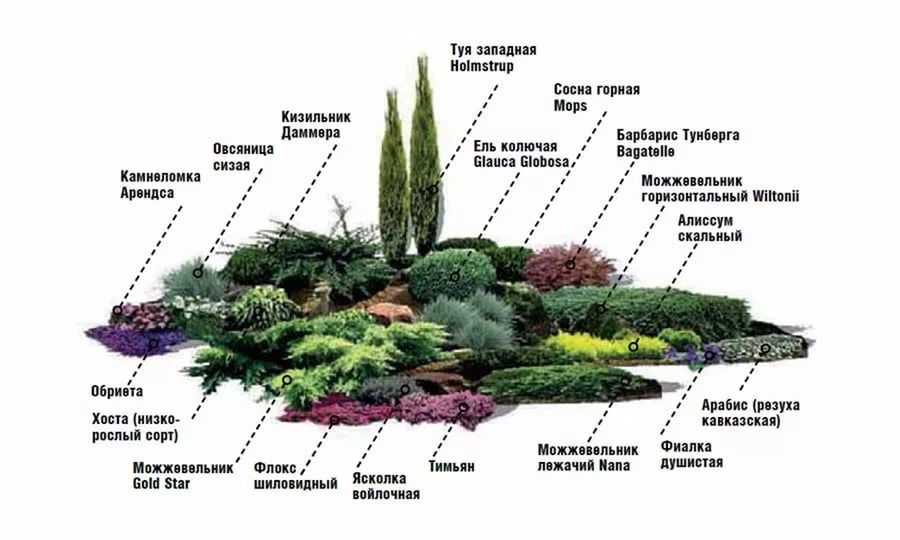 Хвойные и розы: правила создания композиций из хвойных кустарников и роз
