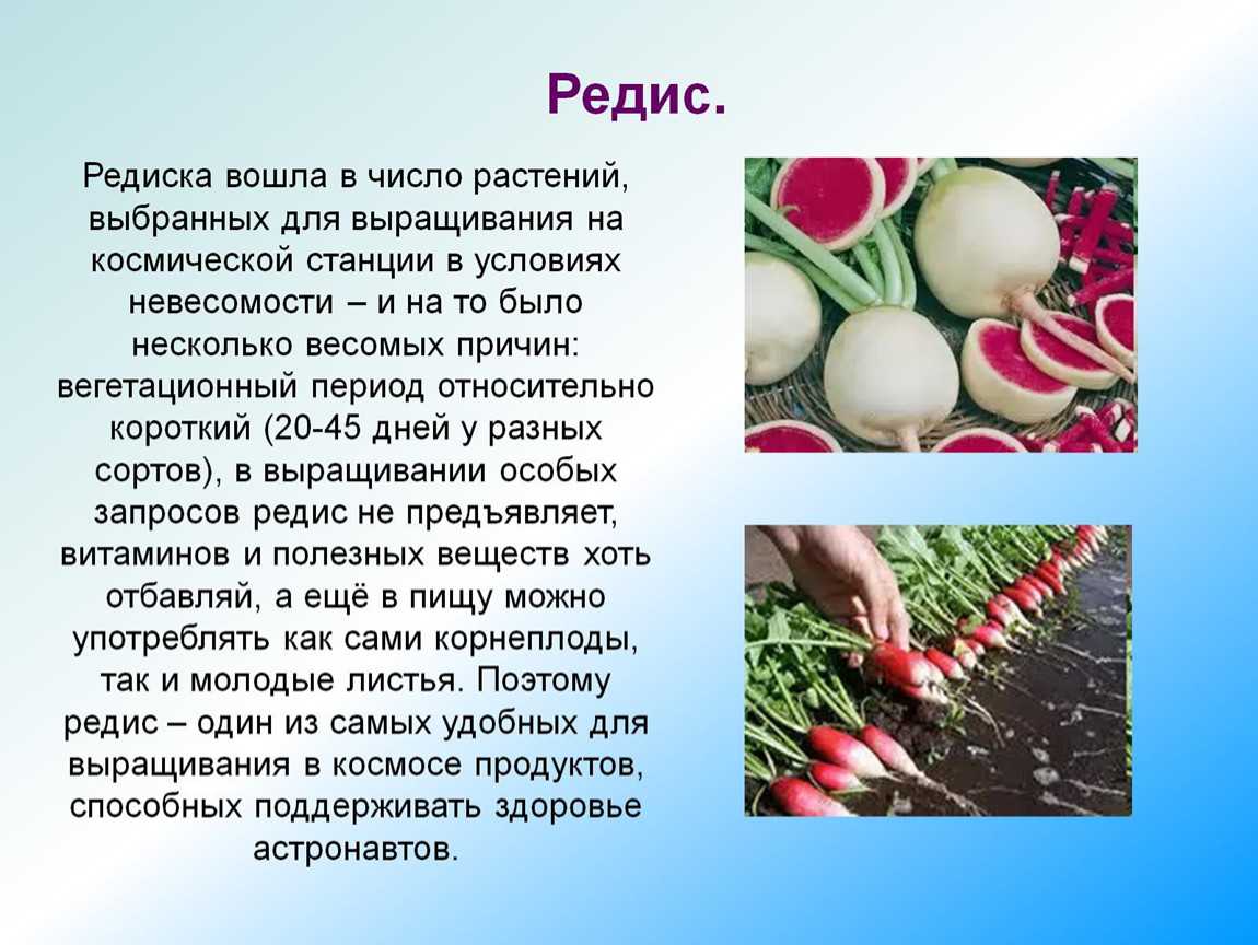 5 причин, почему редис идет в стрелку: что с этим делать, когда сажать - автор юлия кривенко - журнал женское мнение