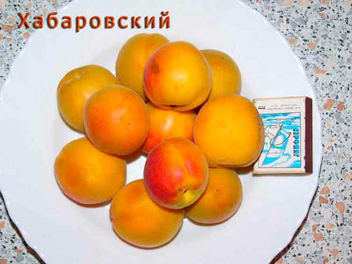 Сорт абрикоса хабаровский: подробное описание - goodogorod.ru