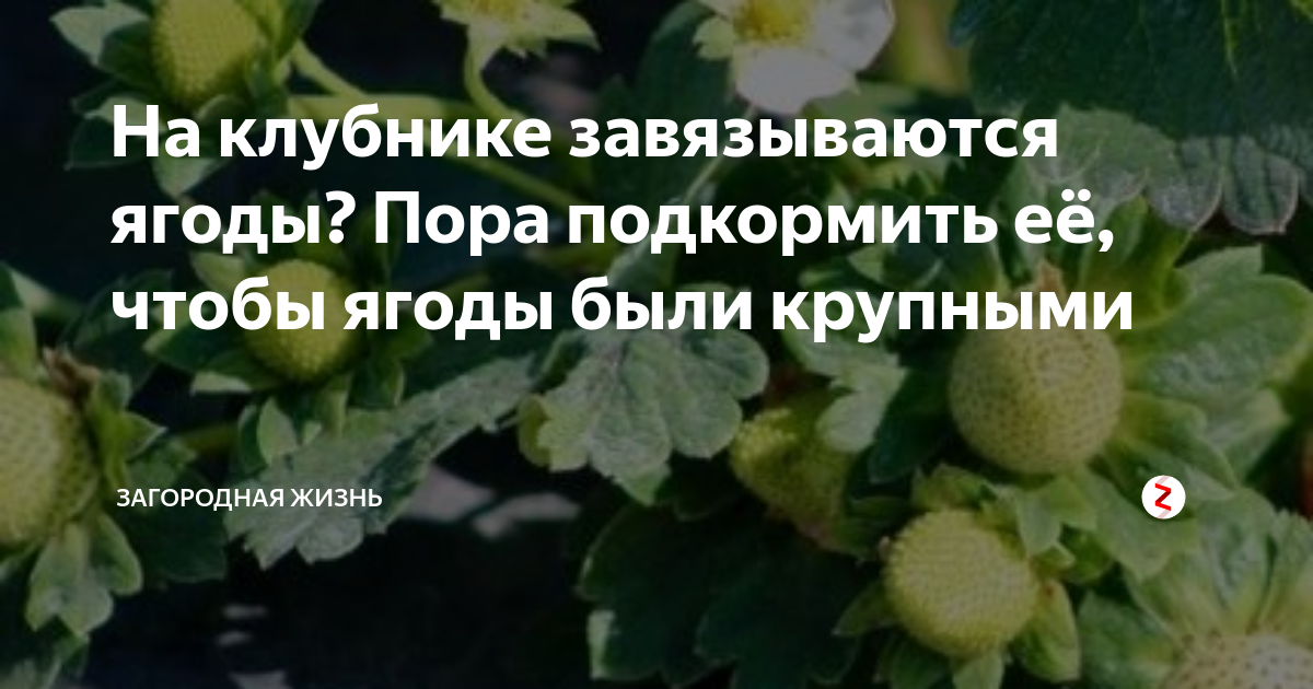 Все виды удобрения для клубники во время бутонизации и плодоношения