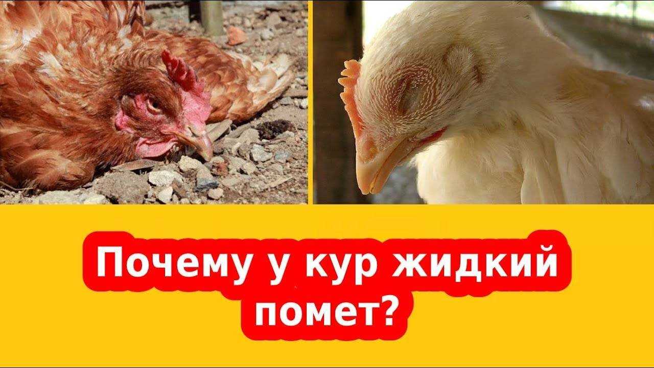 Понос у курицы — чем быстро лечить в домашних условиях