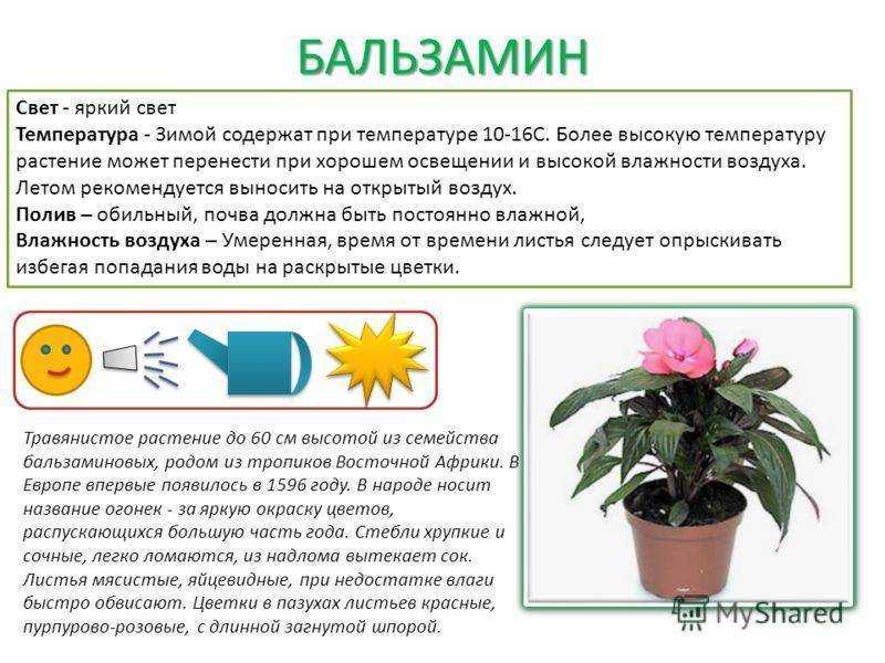 Акалифа