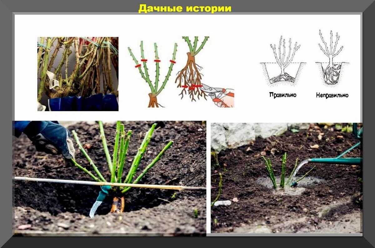 Особенности агротехники плетистых роз, все от посадки до укрытия на зиму + личный опыт с видео