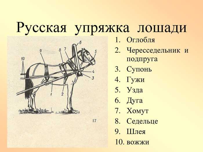Упряжь для лошади