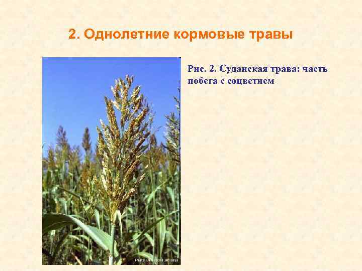 Саган-дайля (трава) — полезные свойства и противопоказания, применение