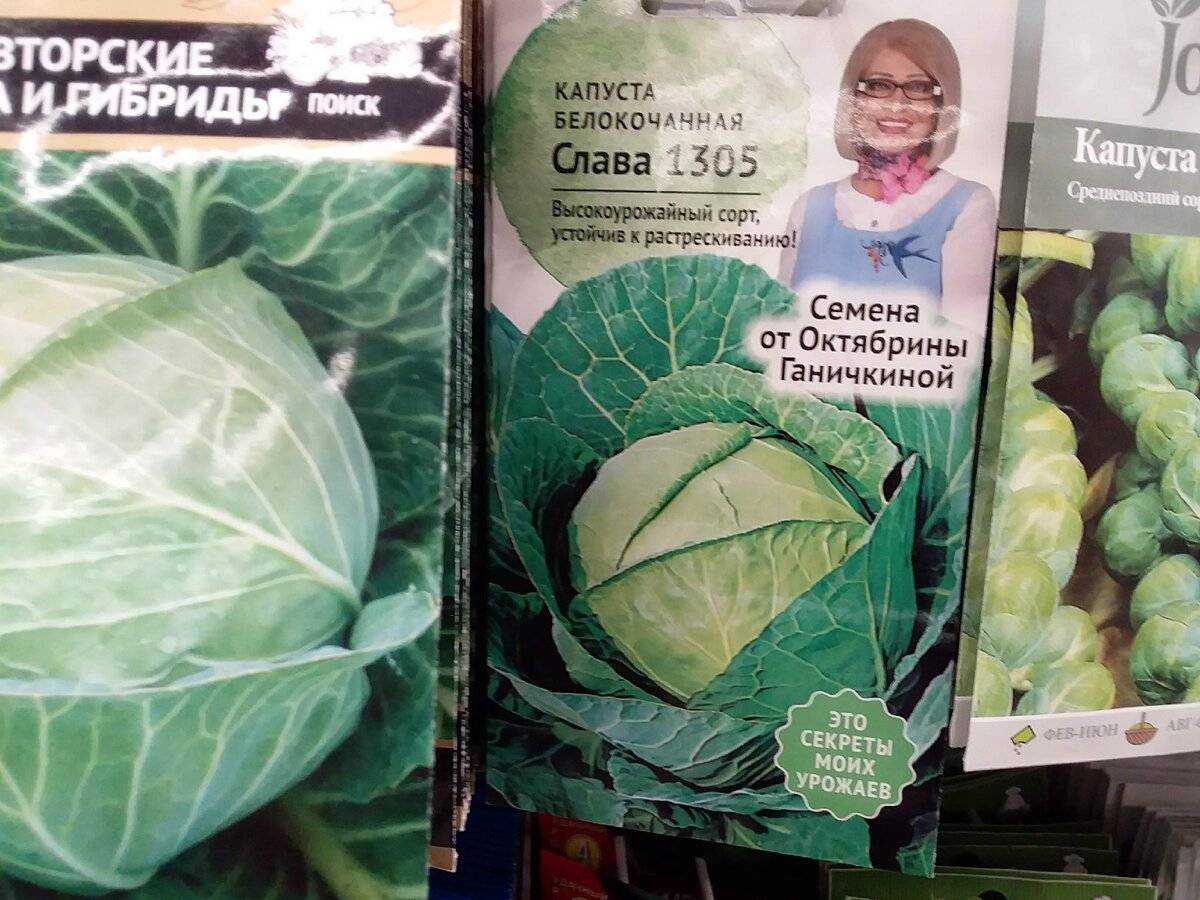 Капуста слава 1305 – описание сорта, фото, отзывы