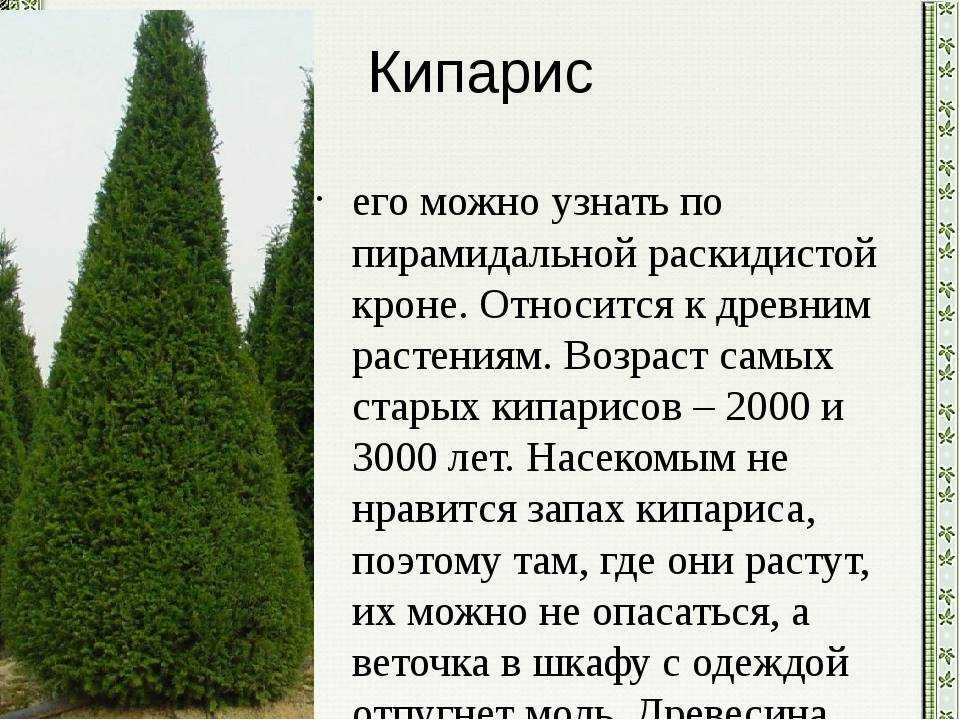Туя западная голден глоб (thuja occidentalis golden globe) в ландшафтном дизайне, описание, посадка и уход, фото
