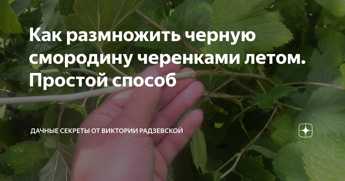 Как размножать смородину зелеными и одревесневшими черенками?