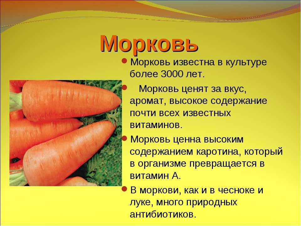 Правильная посадка моркови в открытый грунт весной и уход в последующем