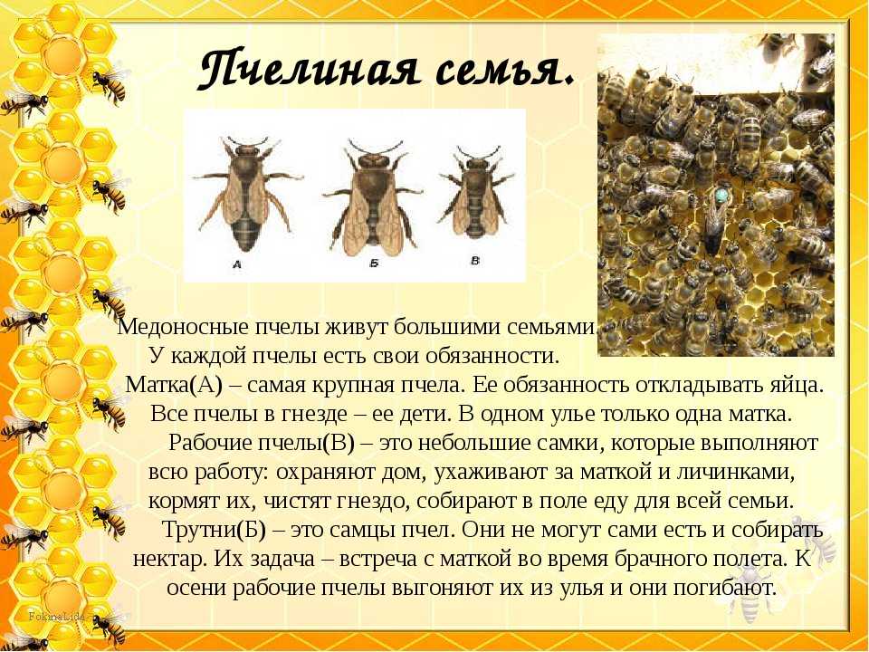 Развитие рабочей пчелы от яйца до взрослой особи: подробно