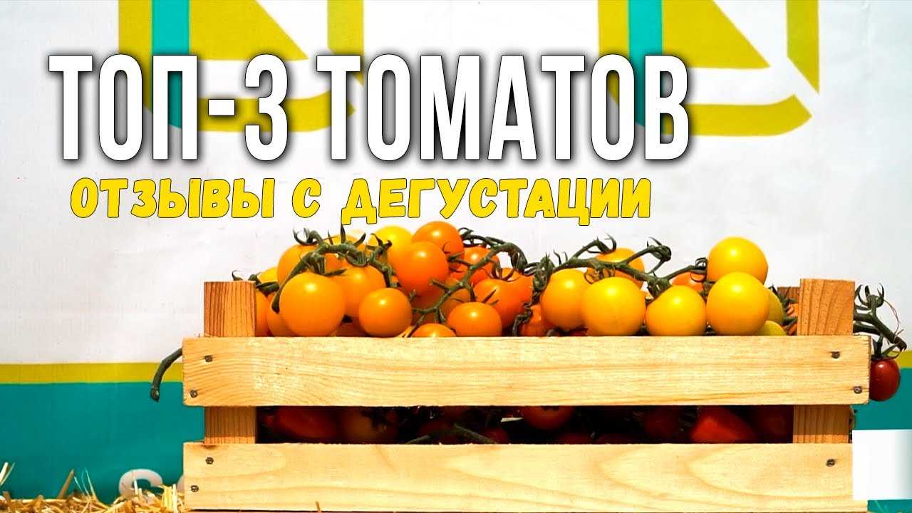 Топ лучших сортов томатов для краснодарского края в открытый грунт