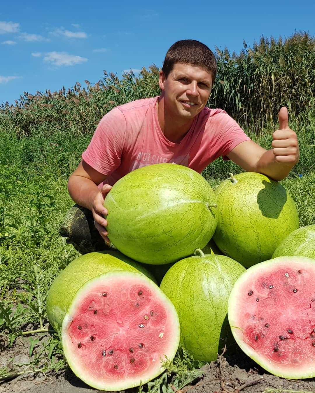 Астраханский арбуз: описание сорта, отзывы, фото