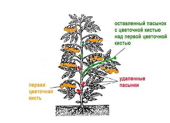 Как правильно обрезать помидоры видео