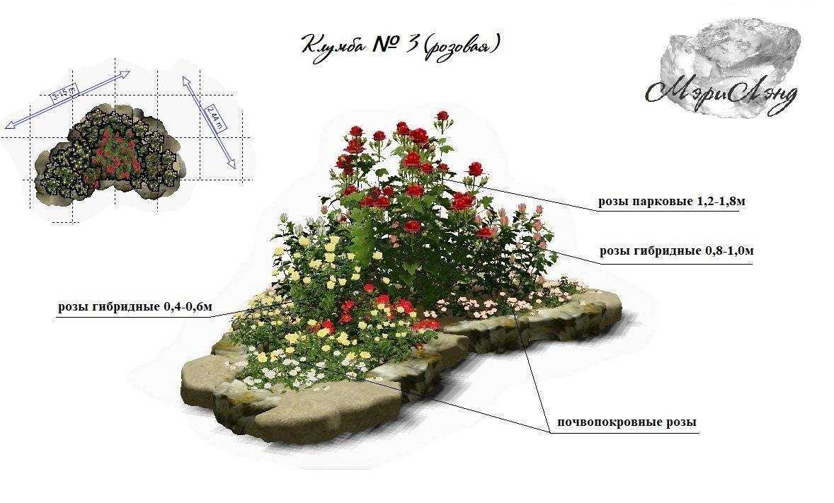 Подкормка роз весной, летом и зимой: описание и рекомендации