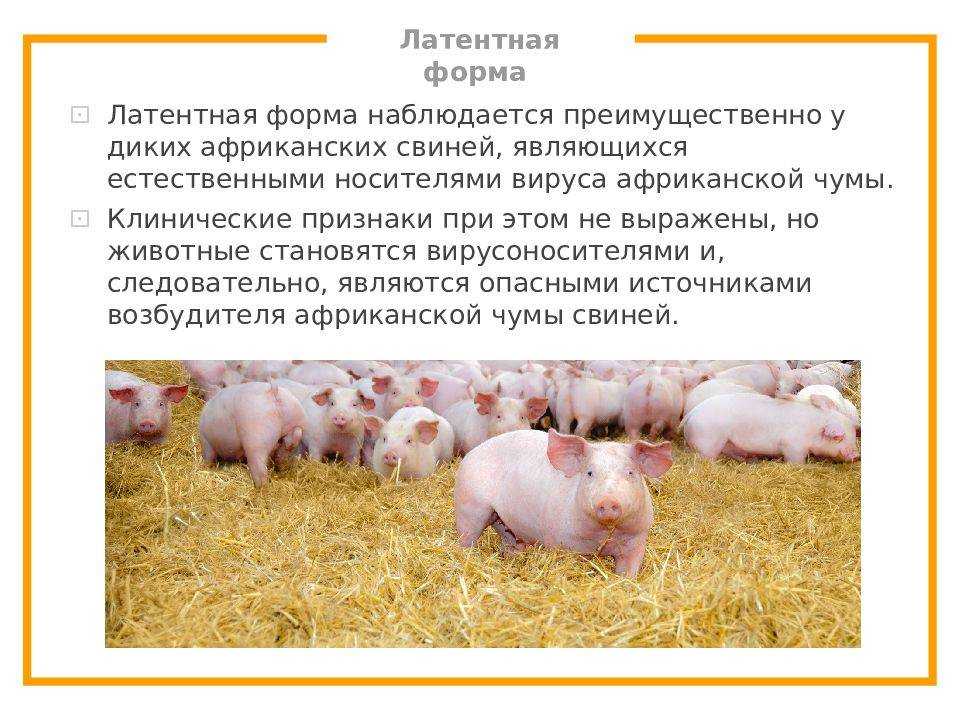 Чума свиней: вакцина, инструкция по применению, противопоказания и побочные эффекты